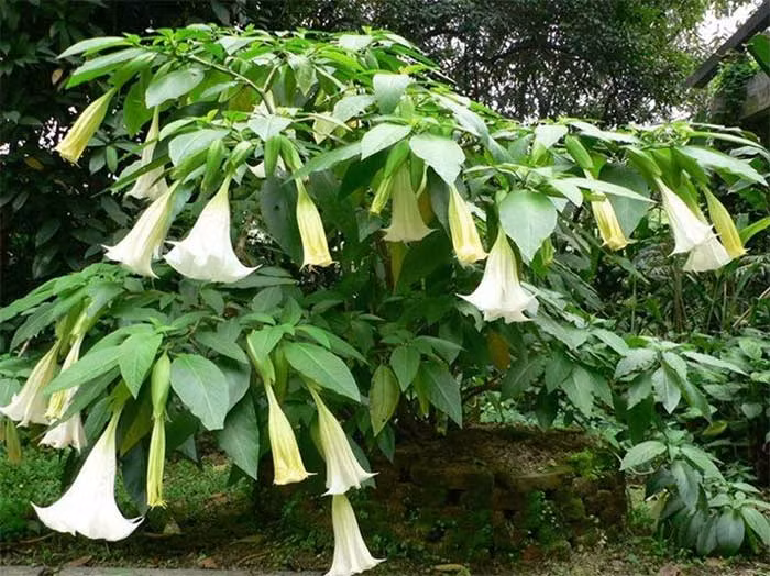 Alkaloid của cây Datura ảnh hưởng đến nhiều hệ thống trong cơ thể, từ hệ hô hấp đến da và hệ tiêu hóa, gây ra các triệu chứng như cháy rát cổ họng, khó thở, ngứa, sưng, chóng mặt, ảo giác, đồng tử mở to, tăng nhịp tim và triệu chứng về đường tiêu hóa.