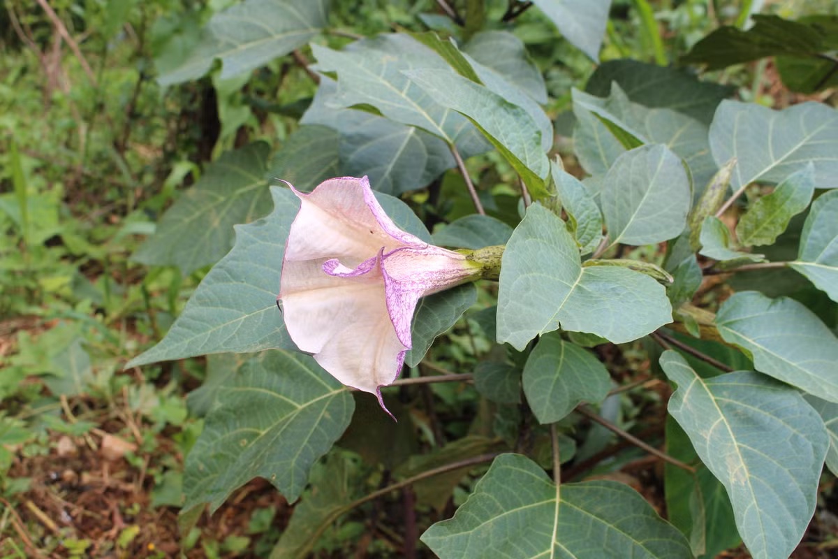 Cây Datura là một loại cây cỏ nhỏ, mọc quanh năm và có chiều cao lên đến 1 - 2m. Thân cây tương đối nhẵn, nổi bật với hai tông màu xanh hoặc tím. Trên thân cây sẽ mọc ra nhiều cành non cùng rất nhiều lông tơ ngắn.