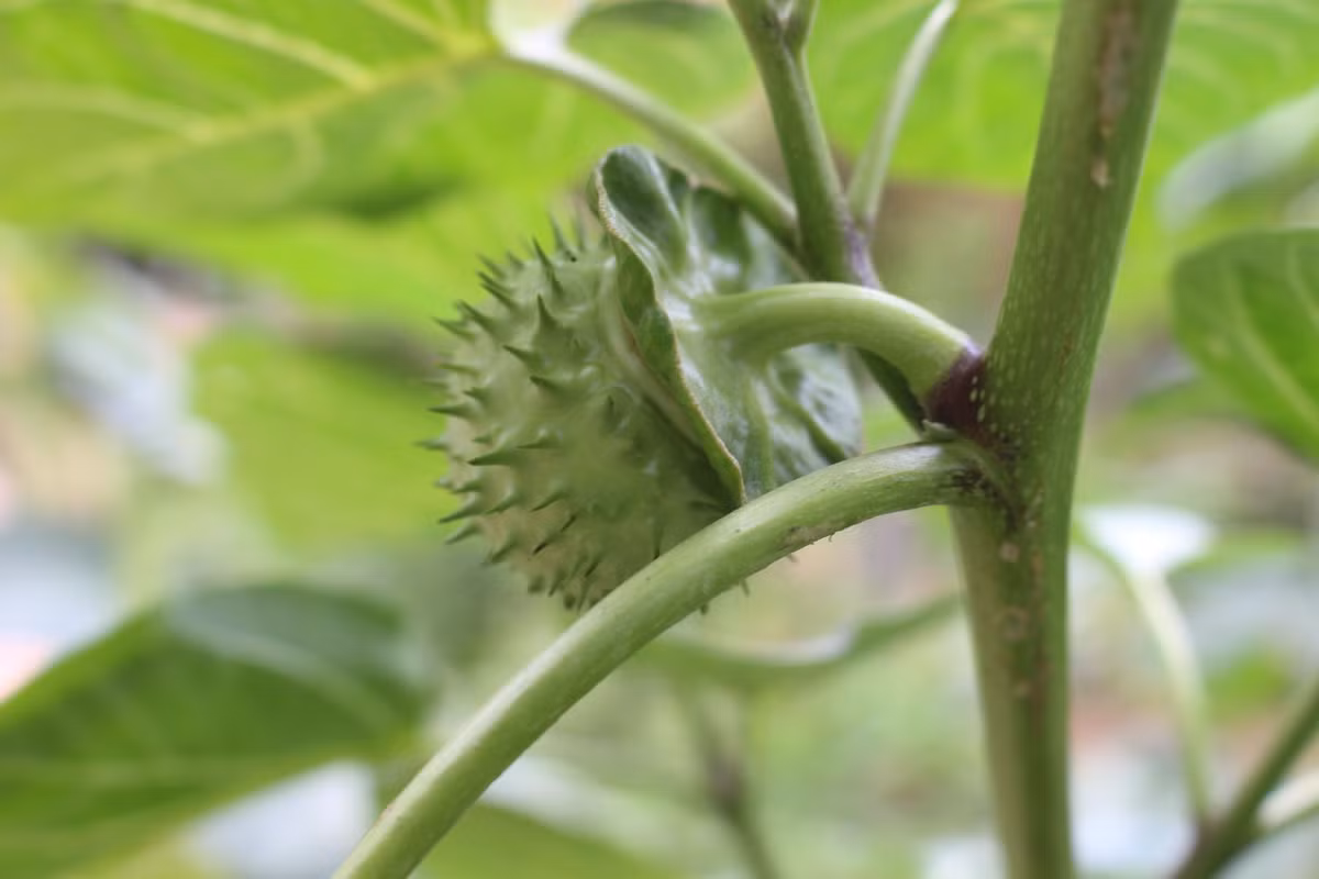 Tuy nhiên, toàn bộ cây Datura đều chứa độc, từ lá, hoa đến quả. Độc tính chủ yếu của nó đến từ các loại alkaloid sinh học như alkaloid Datura và atropine, có thể gây ra ngộ độc nghiêm trọng và thậm chí tử vong nếu sử dụng sai cách.