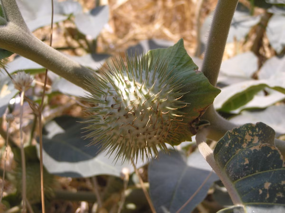 Thành phần hóa học chủ yếu là scopolamine, hyoscyamin, atropin, norhyoscyamin. Dùng cà độc dược liều cao có thể dẫn đến ngộ độc, mê sảng kéo dài và thậm chí tử vong.