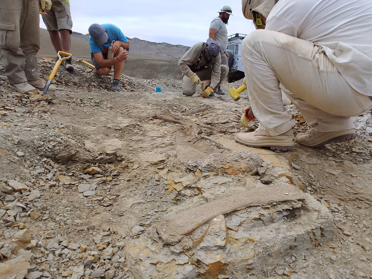 Điều đáng tiếc là như mọi loài khủng long khác, gia đình sauropod đã bị tuyệt chủng đột ngột bởi thảm họa tiểu hành tinh Chicxulub, kết thúc "thời đại khủng" của địa cầu vào cuối kỷ Phấn Trắng.