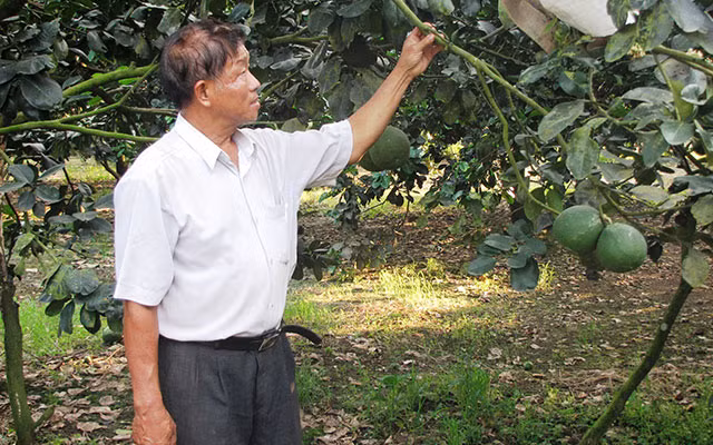 Theo Trang Trại Việt, tổng diện tích đất của trang trại do ông Sáu Xê làm chủ có khoảng 12 ha trồng bưởi da xanh. Ông đang tiếp tục mở rộng diện tích sản xuất tại các địa phương khác. Riêng với 12ha trồng bưởi tại Hiếu Liêm, năng suất hàng năm của trang trại đạt khoảng 500 tấn quả/năm. Ảnh: Trang Trại Việt.