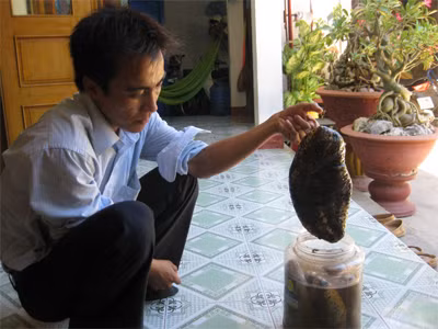 Hải sâm lúc nào cũng có giá cao, vừa đưa về đến cảng là các thương lái mua ngay, đem lại thu nhập lớn cho thợ lặn và chủ tàu. Hải sâm to như trong hình có giá hai triệu đồng/kg. Ảnh: Quân đội nhân dân.