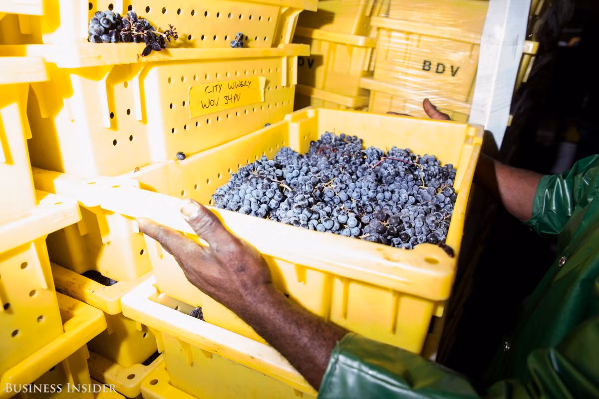 Tổng cộng có 6 tấn nho Cabernet Sauvignon, một tấn nho Pinot Noir và khoảng bốn tấn nho làm rượu trắng Roussanne được đưa vào sản xuất rượu vang mỗi sáng tại nhà máy. Những thùng nho ngon ngọt được trồng ở Yountville, một vườn nho nổi tiếng ở thung lũng nho Napa Valley.