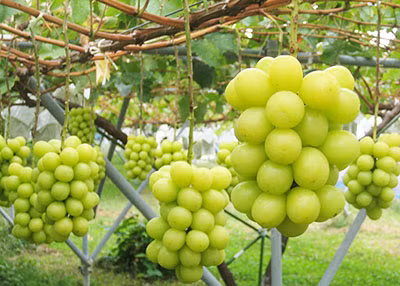 Tại Nhật, nho Shine Muscat cũng khá nổi tiếng, thường cho thu hoạch từ tháng 6 đến tháng 11.