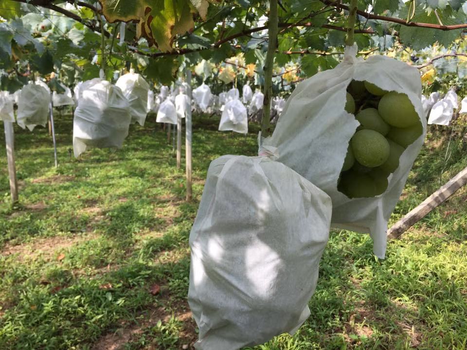 Do có giá khá đắt đỏ khi nhập về Việt Nam, loại quả này chủ yếu được giới nhà giàu mua về ăn hoặc làm quà tặng.