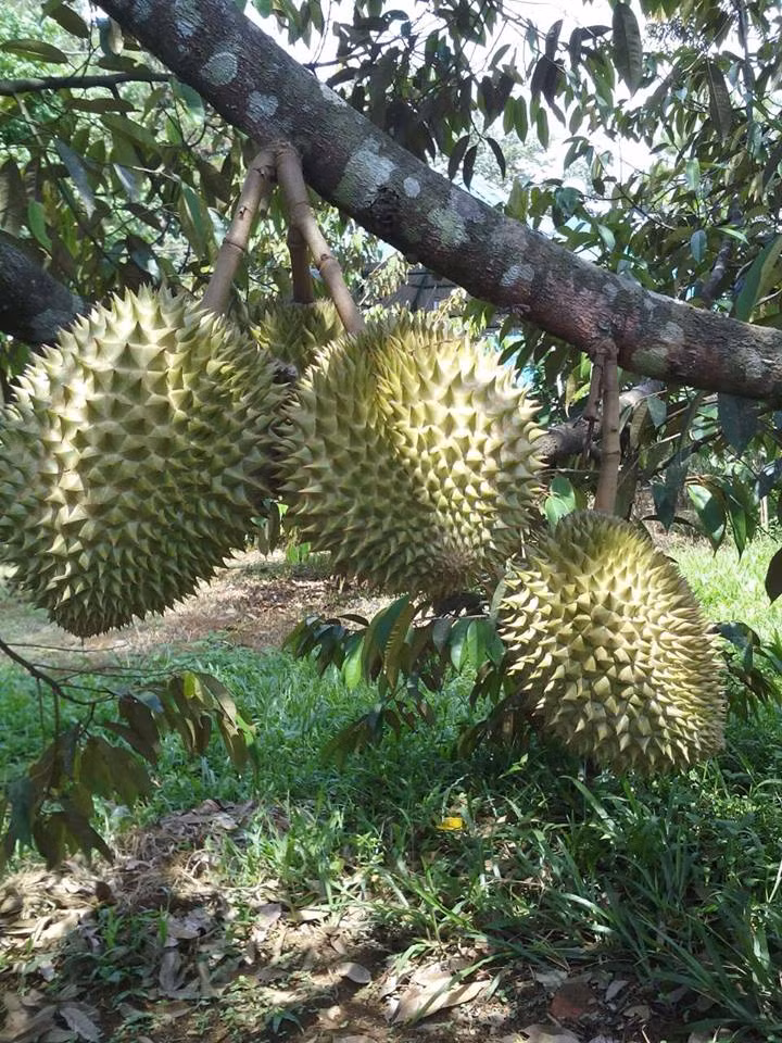 Vườn trái cây Nam Nhi – Lâm Đồng: Đây cũng là một khu vực trồng trái cây lớn. Vừa đi ra khỏi Đồng Nai là bạn bước vào khu vực Nam Nhi. Không chỉ có những vườn chôm chôm ngút ngàn mà ở đây còn đa dạng các loại cây trái khác như mít, sầu riêng, măng cụt…. Muốn tham quan hay mua trái cây chỉ cần dừng xe vào và hỏi thăm chủ vườn. Ảnh: Facebook.