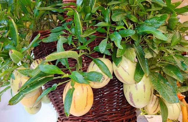 Với hình dáng khá thu hút, trái lại nhỏ nhắn, xinh xắn nên giống dưa này cũng được đưa lên chậu kiểng phục vụ Tết năm nay. Giá bán sỉ dự kiến 100.000-150.000 đồng/chậu. Đặc biệt, loại kiểng này trưng xong Tết, khách có thể hái trái dưa để ăn ngay hoặc đem trộn salad ăn. Ảnh: Internet.