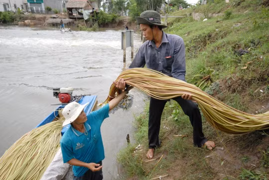 Bông súng là một trong những sản vật miền Tây không thể thiếu trong mùa nước nổi.