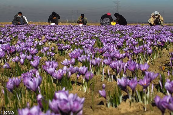 Saffron được lấy từ nhụy hoa nghệ tây trồng ở Morocco và Iran. Mỗi cây nghệ tây có khoảng 3 đến 4 hoa, mỗi hoa lại có 3 nhụy phủ phấn hoa nằm giữa bông hoa. Do đó, việc thu hoạch được 1 kg Saffron sẽ mất rất nhiều thời gian và công sức. Ảnh: Internet.