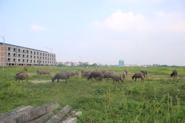 Không chỉ có gia đình bà Nghĩa, tại khu đô thị Kim Chung – Di Trạch cũng có khoảng 3 – 4 gia đình tận dụng đất trống nuôi bò, dê… tăng thu nhập cho gia đình.
