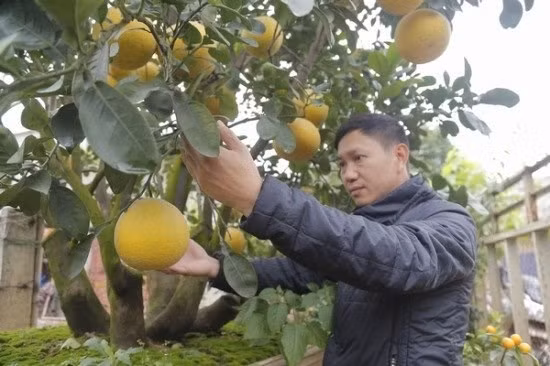 Cũng tại làng Tứ Liên này, anh Bùi Đức Thọ, sở hữu một cây bưởi Diễn khủng với 5 thân (ngũ phúc) ra nhiều quả, cao khoảng 3,5m, tán rộng, có thâm niên trên 20 năm. Ảnh: Công Lý.