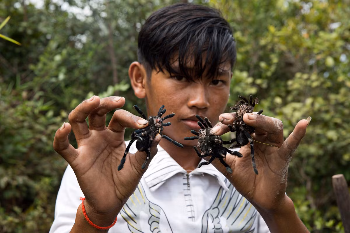 Sau khi bị bắt, nhện vằn thường bị loại bỏ răng nanh để chúng không thể cắn người. Nọc độc của nhện vằn Thái Lan không nguy hiểm nhưng có thể gây ra vết thương đau đớn.
