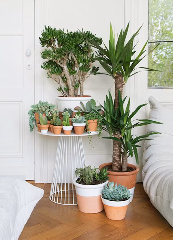 Một chiếc kệ cũng có thể xếp nhiều chậy cây nhỏ để tạo thành khu vườn xinh xắn.
