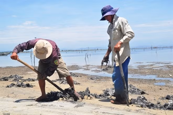 Thoạt nhìn, công việc đào trùn có vẻ đơn giản và nhẹ nhàng thế, nhưng có thử đào mới biết công việc này chẳng hề đơn giản. Trùn biển rất nhanh, chỉ cần nghe động là di chuyển theo đường hầm được đào sẵn. Để bắt được trùn biển đòi hỏi phải có tay nghề cao. Ngoài việc nhanh tay thì phải đoán biết đường đi của trùn. Khi lôi trùn lên động tác phải mềm mại nếu không trùn sẽ bị đứt đoạn. Ảnh: Internet.