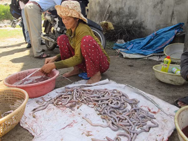 Mùa “săn” giun biển một năm chỉ tiến hành từ tháng 4 đến tháng 8, khi mực nước triều hạ, lộ ra những vùng cát bãi bồi ven cửa phá, cửa biển. Mỗi kg giun tươi thương lái thu mua tại chỗ giá 50.000 đồng. Mỗi ngày bình quân một “thợ săn” kiếm được trên chục kg giun biển. Ảnh: Người Lao Động.