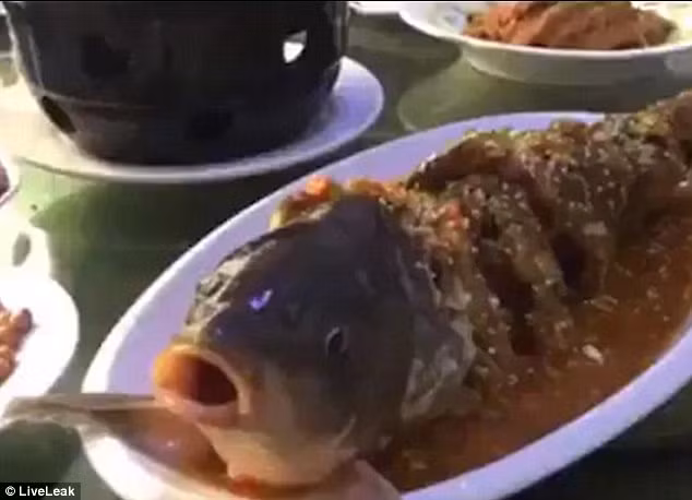 Cá sống hay gỏi cá là món ăn khoái khẩu ở nhiều vùng miền tại châu Á. Trong số đó, một món ăn bắt nguồn từ Đài Loan cũng gây nhiều tranh cãi. Ảnh: LiveLeak.