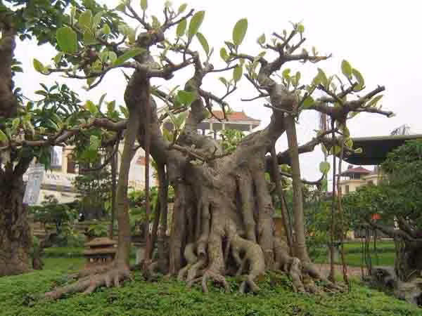 6. Cây đa: Từ xa xưa cây đa được gắn liền với những ý nghĩa tâm linh, thường được trồng cạnh nơi đền, đình, miếu. Trong dân gian có câu "Thần cây đa, ma cây gạo", đó là nơi có thần linh chứ không đơn giản chỉ là gốc cây bình thường. Chính vì vậy, cây đa là loại cây cấm kỵ trồng trong nhà vì có thể khiến căn nhà mất cân bằng. Ảnh: Internet.