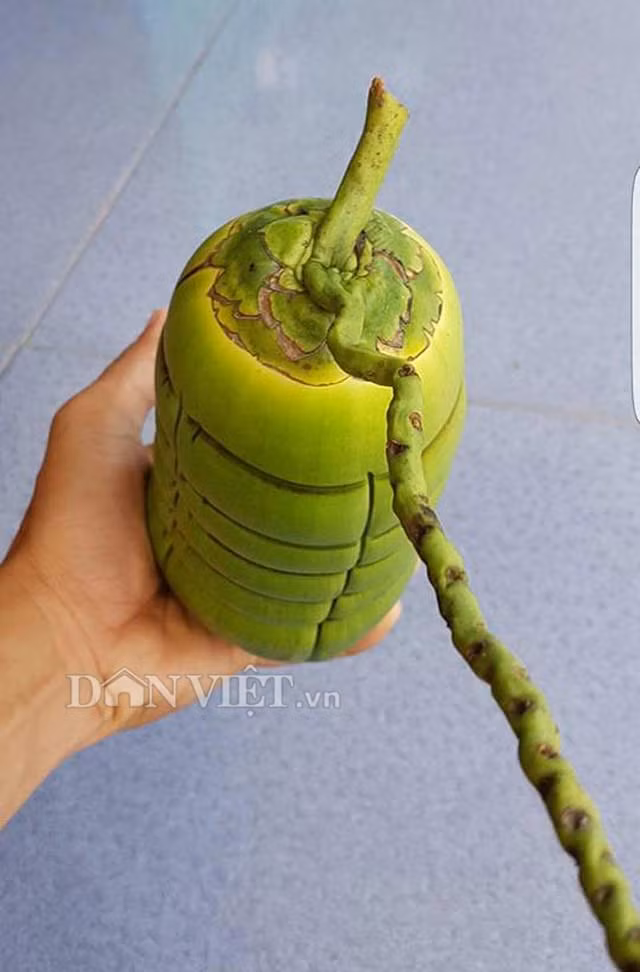 Theo thông tin trên Dân Việt, thời gian từ khi ép khuôn đến khi hoàn thành phải mất từ 2,5 – 3 tháng với tỷ lệ thành công chỉ khoảng 30%, mỗi trái dừa tạo hình đòn bánh tét đặc biệt này có giá bán lẻ khoảng 750.000 đồng. Ảnh: Dân Việt.
