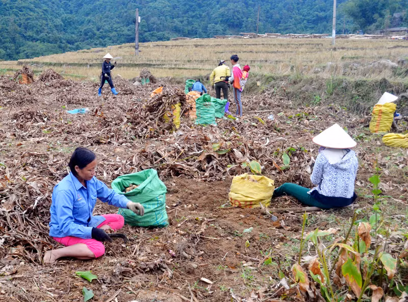 Mùa thu hoạch củ dong riềng ở huyện Bình Liêu, Quảng Ninh, bắt đầu từ cuối tháng 11 hàng năm và kéo dài khoảng 1 tháng. Dong riềng là nguồn nguyên liệu chính để sản xuất ra sản phẩm miến dong nổi tiếng mang thương hiệu Bình Liêu. Mùa thu hoạch dong riềng ở Bình Liêu vào dịp giáp Tết, đàn ông đi làm thuê nên trên cánh đồng chỉ có phụ nữ làm công việc này. Ảnh: Báo Quảng Ninh.