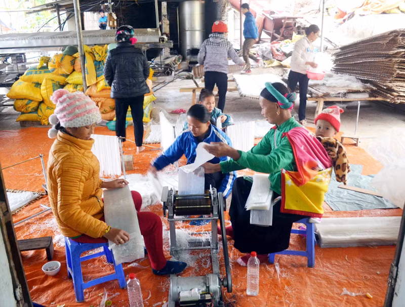 Trong các xưởng chế biến miến dong, phụ nữ cũng đóng vai trò sản xuất chính. Ảnh: Báo Quảng Ninh.
