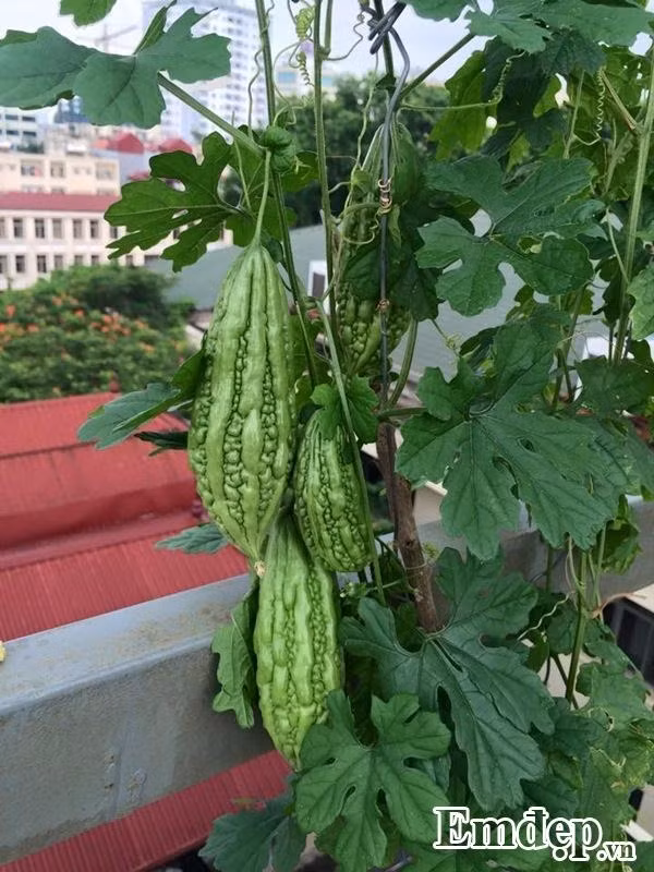 Hiện tại, rau quả trên sân thượng nhiều khi tốt tươi quá, ăn mãi không hết, chị Huyền lại hái mang cho mẹ và các em. Mọi người trong gia đình chị cũng cảm thấy yên tâm và vui vẻ hơn, bữa ăn hàng ngày cũng nhiều món rau hơn vì không còn lo lắng rau bẩn như trước.