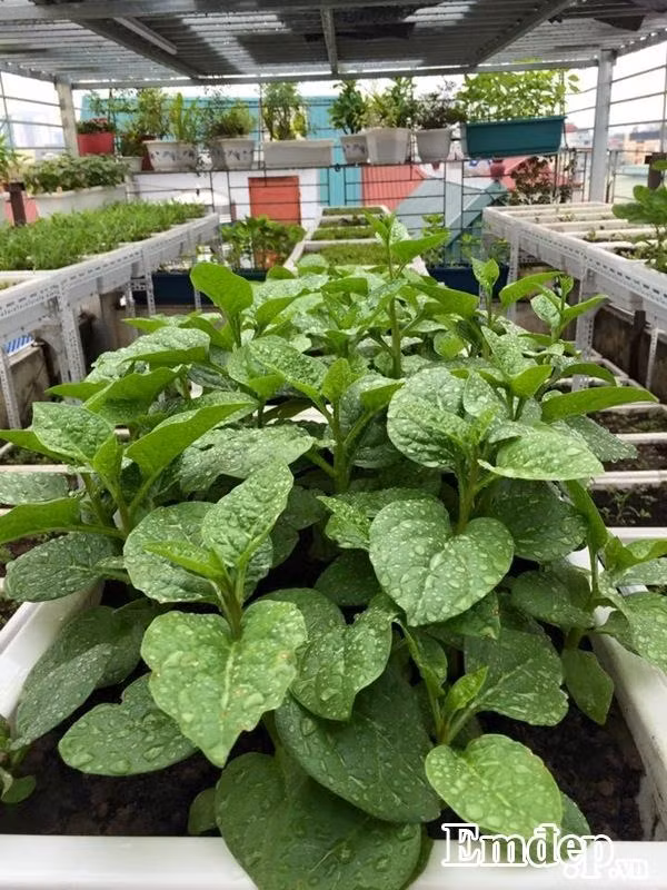 Dù bận đến đâu, chị Thanh Huyền vẫn cố gắng dành khoảng 1 tiếng rưỡi vào buổi sáng và 1 tiếng vào buổi tối để tưới rau, xới đất, bắt sâu và chăm sóc từng chậu rau.