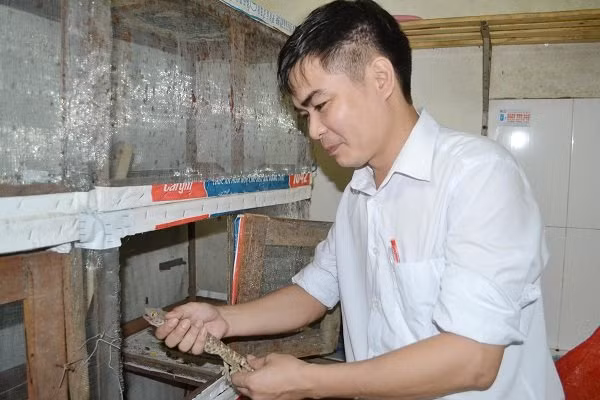 Anh Thắng cho biết, mỗi tháng thu nhập của anh dao động từ 25-30 triệu đồng, doanh thu mỗi năm khoảng 900 triệu từ việc phân phối giống dế, dế làm món ăn. Thành công từ việc nuôi dế để cung cấp cho các nhà hàng trên địa bàn TP. Vinh, anh Thắng tiếp tục phát triển thêm nhiều loại côn trùng để làm món ăn lạ khác như: rắn mối, kỳ nhông, bọ cạp, tắc kè,...Ảnh: Vietnamnet.