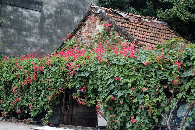 Ti gôn là loài hoa không kén đất, không cần nhiều nước, thích hợp trồng trên cao như sân thượng để lấy cảnh đẹp và bóng mát.