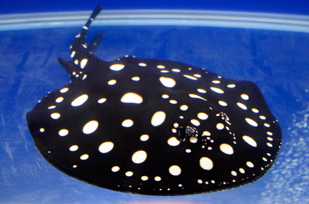 Cá đuối nước ngọt Polka Dot: Là một trong những loại siêu cá cảnh có giá lên tới 100.000 USD/con (tương đương với hơn 2 tỷ đồng). Loài cá đuối nước ngọt này có kích thước không quá lớn như cá đuối nước mặn. Ảnh: Blogspot.