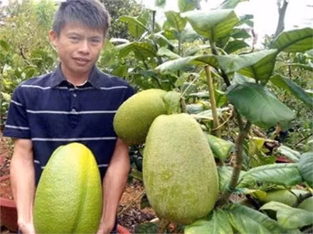 Quả chanh yên ra vào tháng 6, màu vàng chanh khi chín, vỏ sần sùi, dày, mùi dịu và thơm; cùi trắng, dịu, nạc, tạo thành phần chính của quả; thịt quả ít, màu trắng và hơi chua. Vỏ quả dùng làm mứt hoặc lấy tinh dầu và làm thuốc trị ho. Dịch quả làm thuốc chống nôn, trị giun, chống hoại huyết. Ảnh: Tiền Phong.