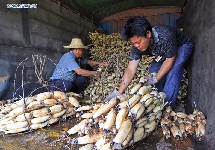 Củ sen được chất lên xe chở đi bán tại các chợ.