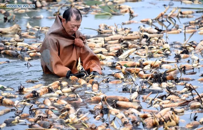 Người dân tất bật thu hoạch củ sen khi vào mùa.
