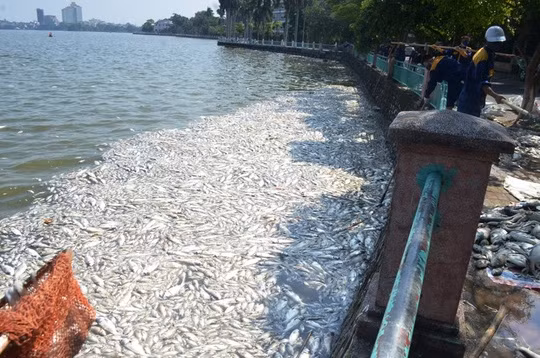 Lực lượng chức năng thu gom cá chết ở hồ Tây - Ảnh: NGUYỄN HƯỞNG.