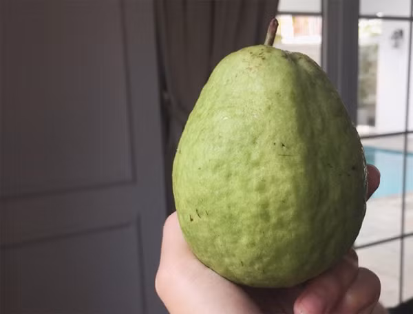 Trái ổi này chính là món quà mà bố của Tăng Thanh Hà đã tặng cô nhân ngày 8/3. Cô viết: “Quà 8/3 của Tía cho con gái! Ổi vườn Tía trồng ngon nhất Thế Giới!”