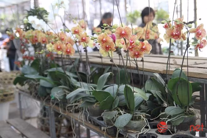Địa chỉ này được người yêu hoa Hà nội nhớ đến là một nơi có đa dạng loài và có giá khá “mềm”. Cụ thể, vườn hoa trồng chủ yếu là những mặt hàng hoa bình dân, có giá từ 20 đến 40 nghìn đồng/chậu như dâu tây, cẩm trướng, dạ yến thảo, cúc phan-xi, hoa xác pháo...Ảnh: Infonet.