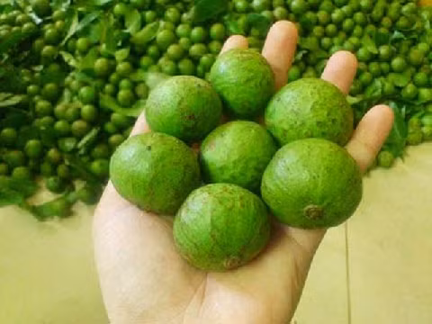 Bên cạnh đó, quả sấu còn chữa ngứa cổ, đau họng hiệu quả bằng cách lấy quả sấu chín dầm đường hoặc muối ăn ngay trong ngày. Ảnh: dacsanthanhphuong.