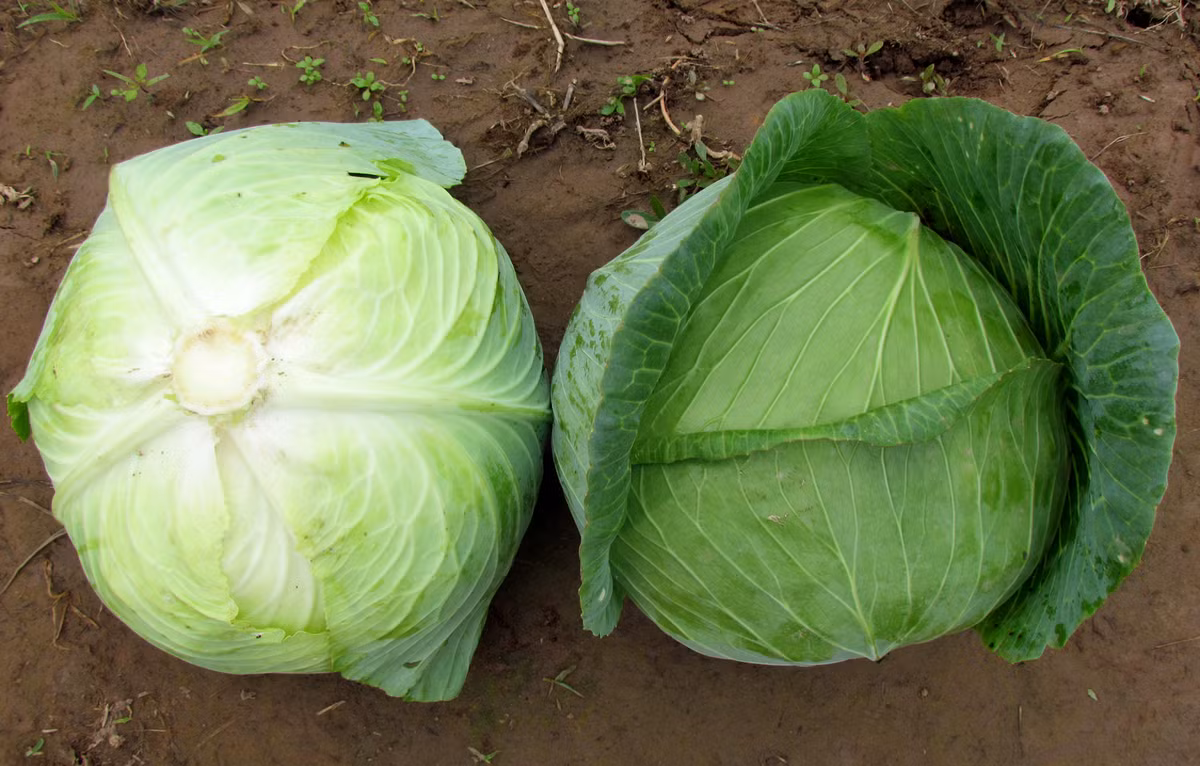 Bắp cải cũng được cho là loại rau không tích lũy dư lượng thuốc trừ sâu. Ảnh: giongmoi.
