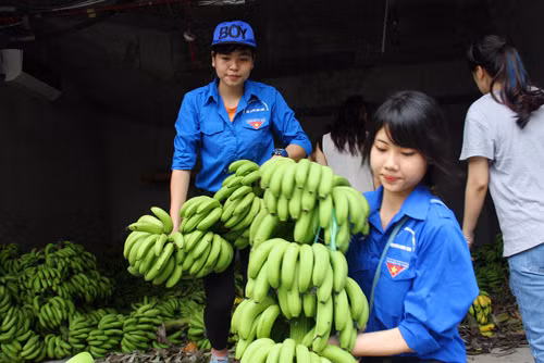 Nhờ sự giúp đỡ của các sinh viên tình nguyện, hơn 200 buồng chuối tiêu hồng tại 23 Lạc Trung đã bán hết sau 2 tiếng mở bán.