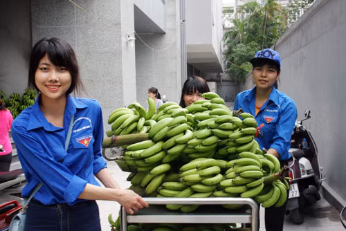 Mấy ngày qua, thông tin chuối tiêu hồng của người dân Yên Lạc (Vĩnh Phúc) đến mùa thu hoạch nhưng không có người mua. Nhiều người dân phải chặt chuối cho gia súc ăn hoặc vứt bỏ dưới gốc cây. Phần ít được thương lái thu mua nhưng với giá “bèo”. Ảnh: Những bóng hồng tình nguyện tham gia vận chuyển chuối cho khách hàng ở 23 Lạc Trung (Hai Bà Trưng, Hà Nội).