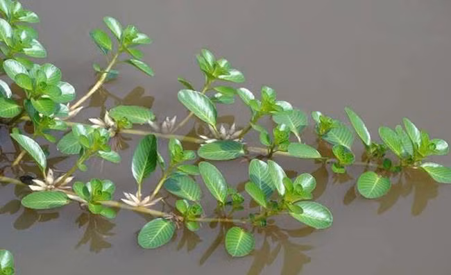 Nha giau Viet san lung “rau nha ngheo”, khong trong cung tu moc xum xue-Hinh-12