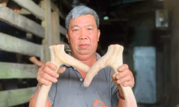 Ve thu phu nuoi huou sao lay nhung lon nhat ca nuoc-Hinh-6