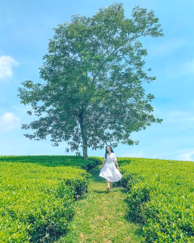 Nếu như đồi chè trái tim Mộc Châu nổi tiếng bởi tạo hình vườn chè độc đáo thì đồi chè Long Cốc lại nổi bật bởi toàn bộ quang cảnh nên thơ nơi đây. Ảnh: Cùng Phượt