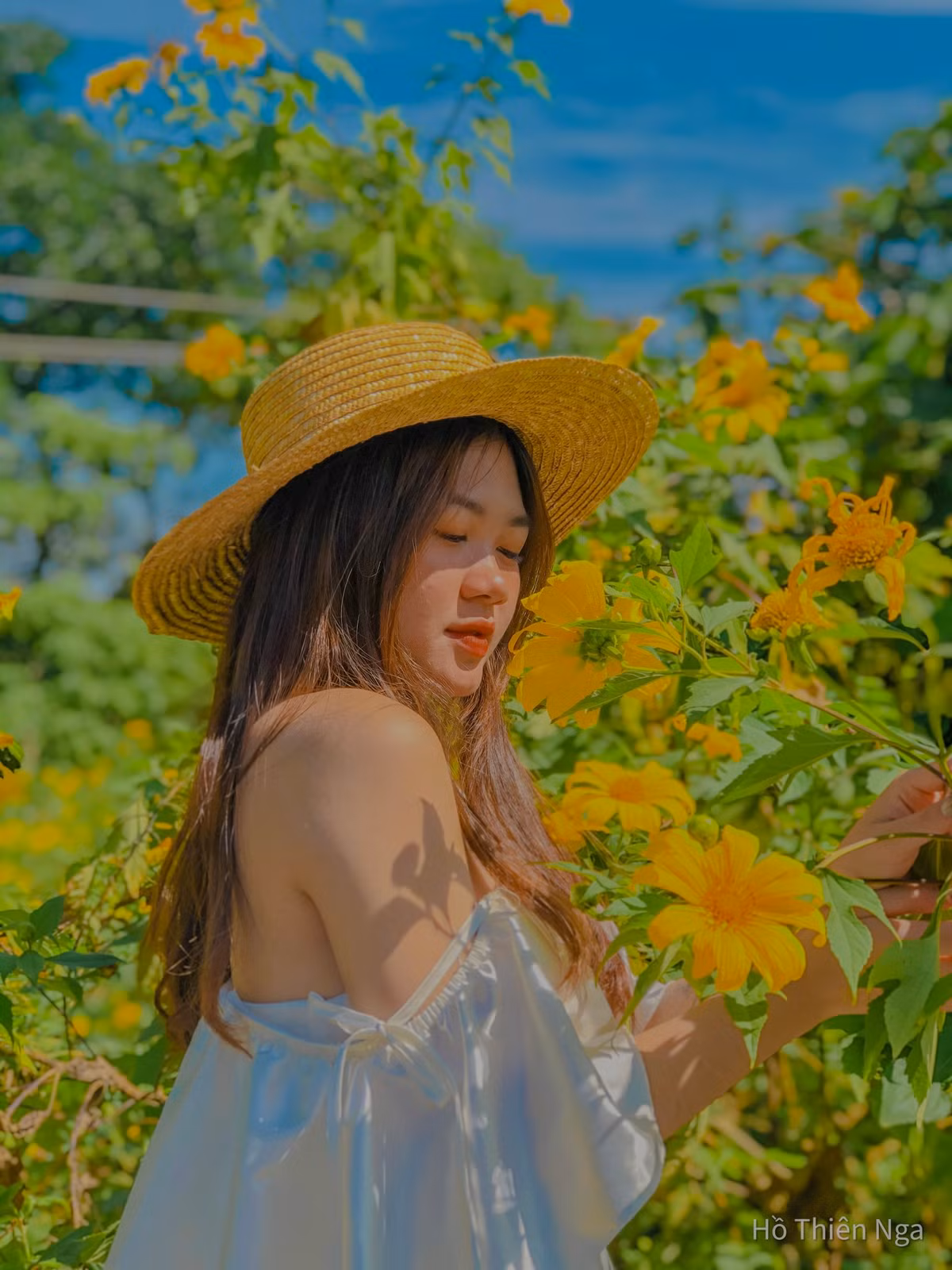 Mùa hoa dã quỳ Ba Vì được gọi là “loài hoa báo hiệu mùa đông” bởi nó chỉ nở hoa khi miền Bắc sắp bước vào ngày đông, vào những ngày này Ba Vì khá là lạnh các bạn nên chuẩn bị đầy đủ khi tới Ba Vì. Ảnh: Hồ Thiên Nga