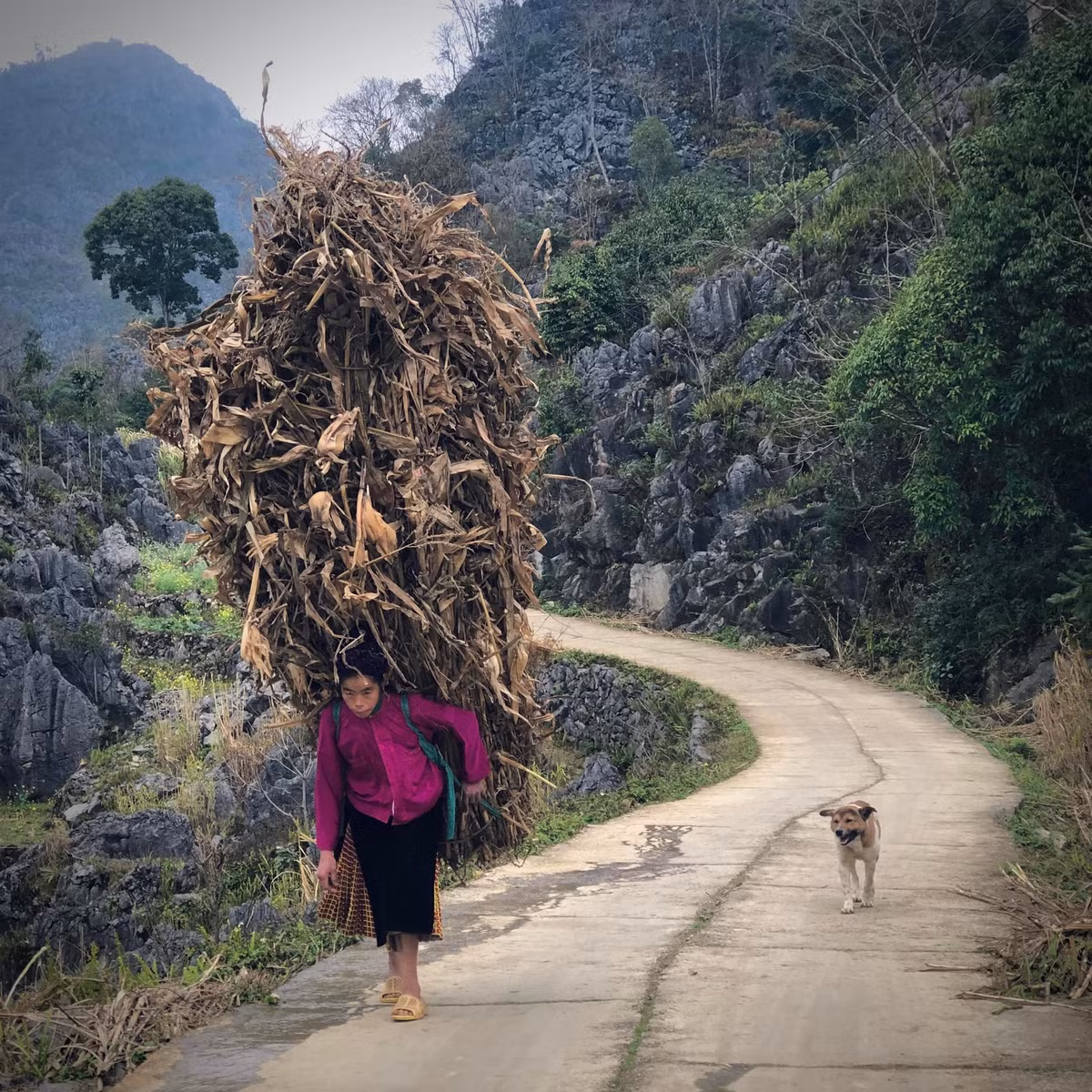 Đây là nơi được các nhiếp ảnh gia ưa thích tìm đến để “săn” những bức hình rộn rã sắc xuân.