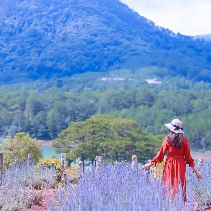 Ngay tại Đà Lạt, chúng ta cũng có thể ngắm nhìn hoa lavender tại khu vườn nằm bên hồ Tuyền Lâm. Ảnh: Viet Fun Travel