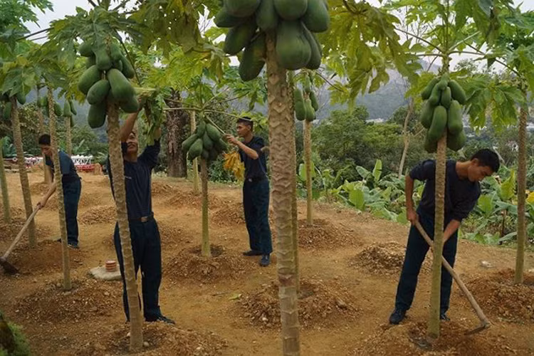 Đại đội 23 còn thực hiện tốt công tác tăng gia sản xuất, đảm bảo đời sống cho bộ đội.