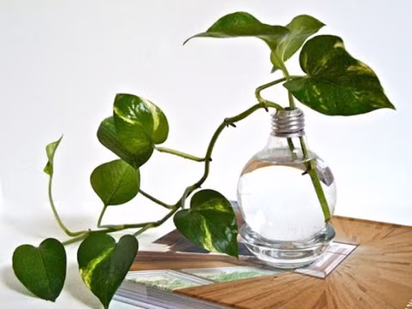 Trầu bà thường được trồng làm cảnh...
