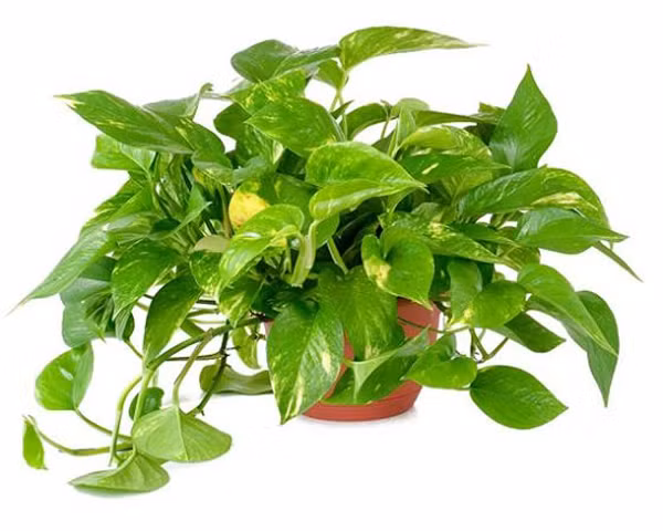 Trầu bà có hình dáng giống cây trầu, thân leo với lá hình trái tim. Ảnh minh họa