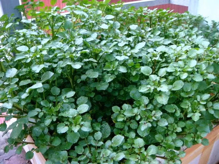 Rau cải xoong rất giàu canxi, kali, mangan, phốt-pho, các vitamin A, C, K, B1 và B2, giúp tăng cường bảo vệ làn da khỏi oxy hóa, vô hiệu hóa các gốc tự do có hại, giúp ngăn ngừa nếp nhăn. Ảnh: cdn.